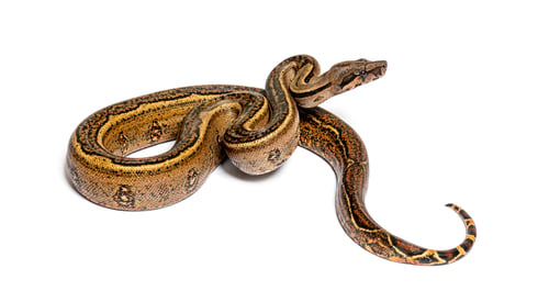 Preview: Black stripe boa constrictor, isolated on white