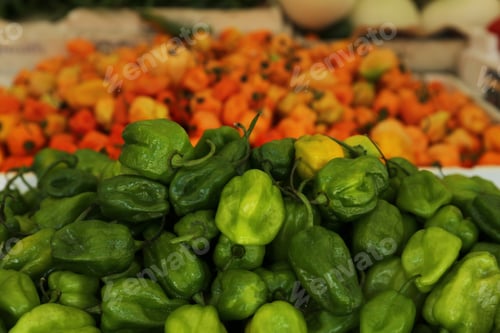 Preview: Heap of fresh Cascabel chili peppers on counter at market, closeup