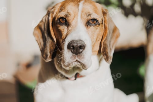 Preview: Cute beagle on lawn in yard