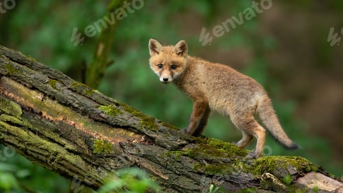 Preview: Little red fox cub looking to the camera in forest in summer