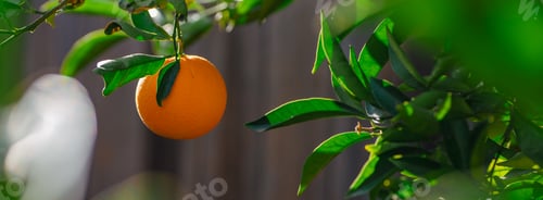 Preview: Vibrant orange citrus fruit hanging from a lush tree branch