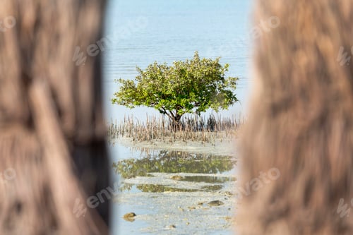 Preview: Mangroves tree in the sea water in Abu Dhabi, UAE