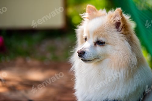Preview: German Spitz dog outdoors portrait