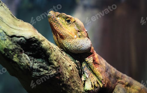 Preview: Frilled Lizard Up Close