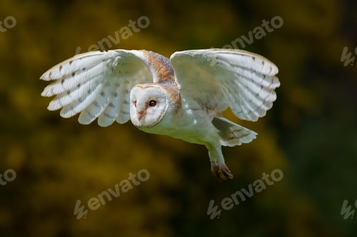 Preview: Closeup of a Barn owl soaring in the sky