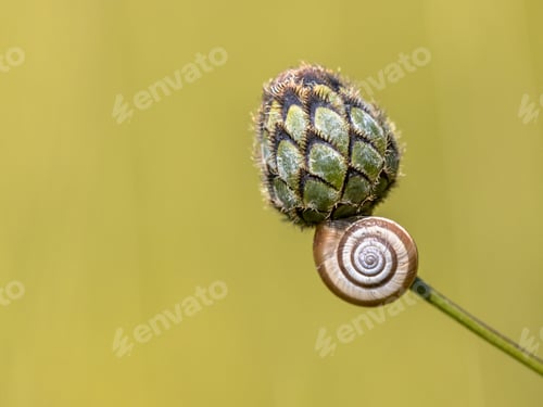 Preview: Still life of house snail on flower bud with copyspace
