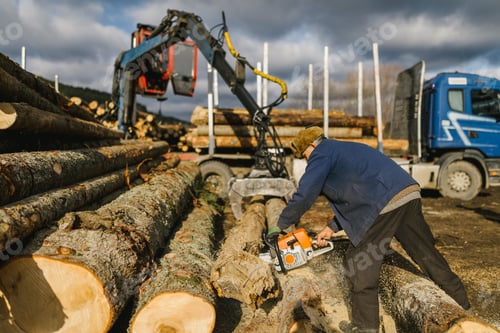 Preview: Worker cutting timber with the chainsaw while the grapple hook puts it into the truck