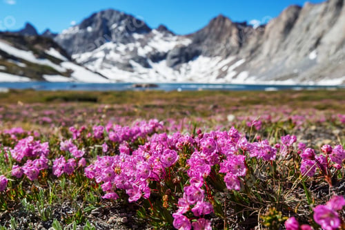 Preview: Mountains meadow