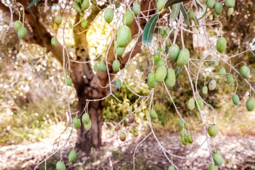 Preview: Olive tree illuminated by a sunbeam loaded with green olives.