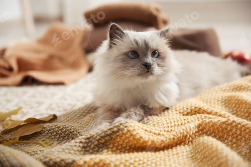 Preview: Cute cat with knitted blanket on floor at home. Warm and cozy winter
