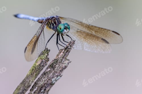 Preview: Closeup of a blue dasher dragonfly on wood in a field with a blurry background