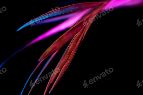 Preview: close up toned image of palm leaf, isolated on black