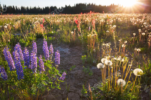 Preview: Mountains meadow