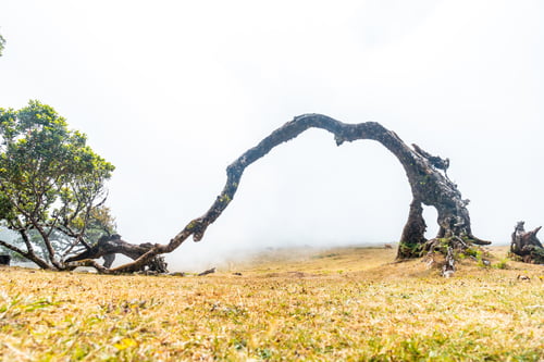 Preview: Fanal forest with fog in Madeira, thousand-year-old laurel trees, arch of a beautiful fallen tree