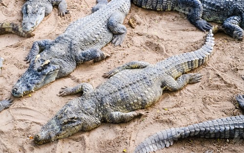 Preview: Crocodiles on the river bank