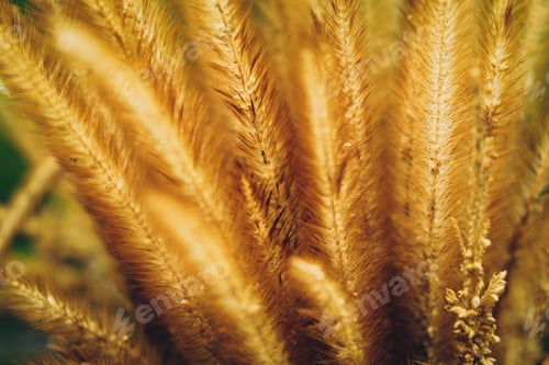 Preview: Golden rice