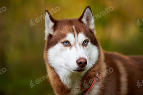Preview: Siberian Husky dog with blue eyes in collar, Siberian Husky dog face sled dog, green background