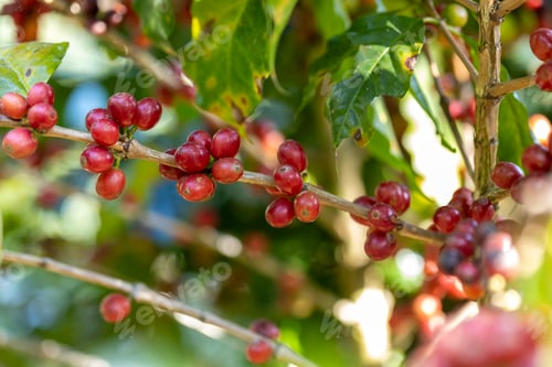 Preview: coffee berries by agriculture. Coffee beans ripening on the tree in North of Thailand