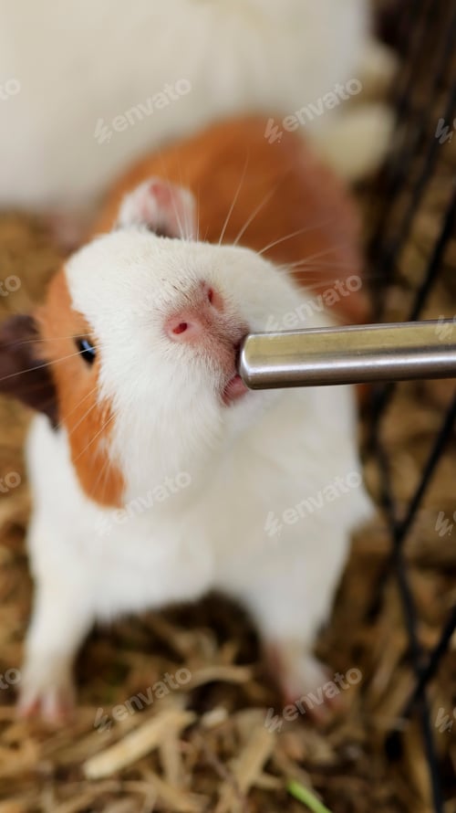 Preview: furry friend