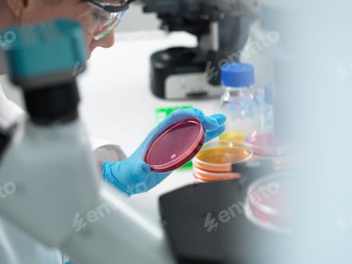 Preview: Female scientist examining cultures growing in petri dishes using inverted microscope in laboratory
