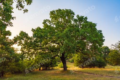 Preview: Old oak tree at morning