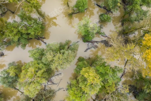 Preview: Flood in forest with green and yellow treetops from drone