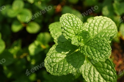 Preview: Kitchen Mint, Marsh Mint In Vegetable Garden