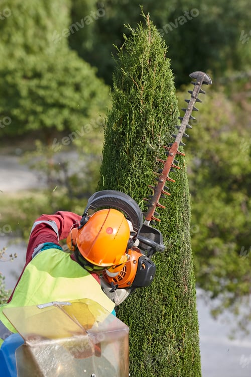Preview: Gardener pruning a cypress with a chainsaw and a crane
