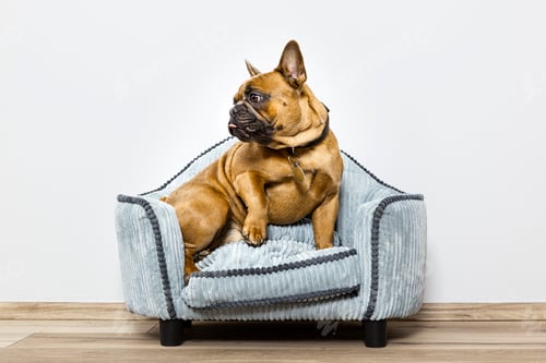 Preview: bulldog on a small sofa