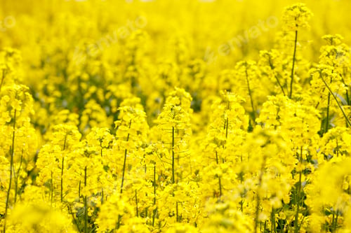 Preview: Flowers at Hitachi Seaside Park in Ibaraki, Japan.