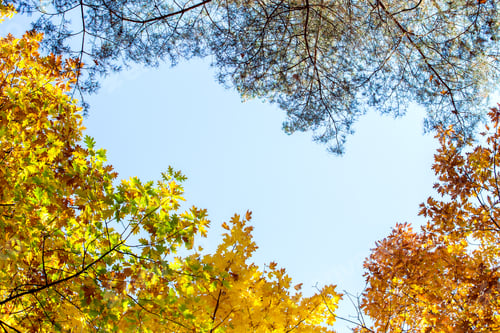 Preview: Perspective up view of autumn forest with bright orange and yellow leaves. Dense woods with thick