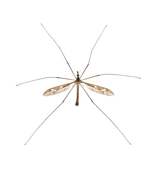 Preview: Crane fly insect resting on white background