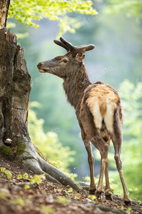 Preview: Male red deer stag in old forest from back view looking aside