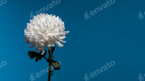 Preview: White chrysanthemum on a blue background