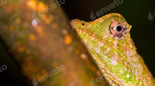 Preview: Hump-nosed Lizard, Sinharaja National Park Rain Forest, Sri Lanka