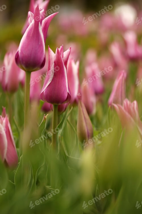 Preview: Tulip Garden