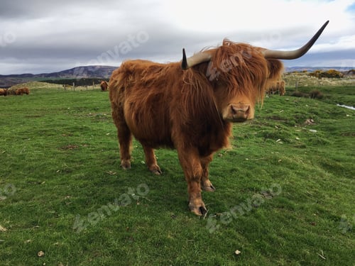 Preview: Good morning from Scotland