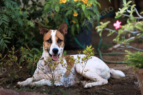 Preview: the dog in the garden ,thai dog