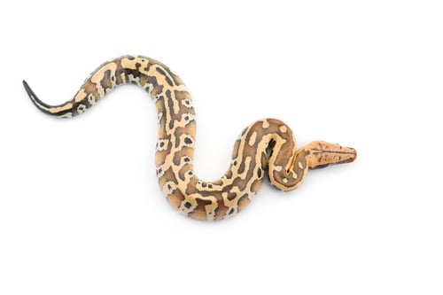 Preview: Sumatran Short Tail Python isolated on white background