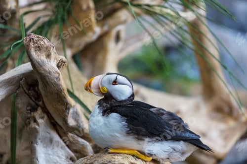 Preview: Puffin