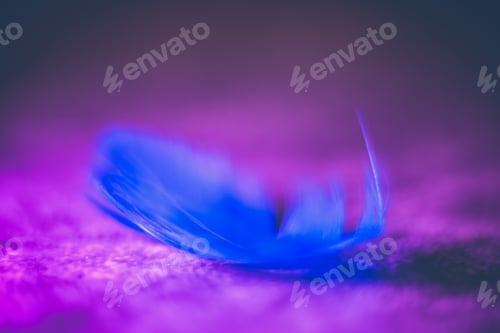 Preview: Beautiful blue macro feather on a purple background