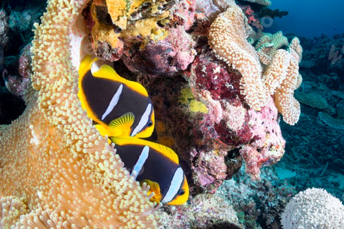 Preview: Clownfish