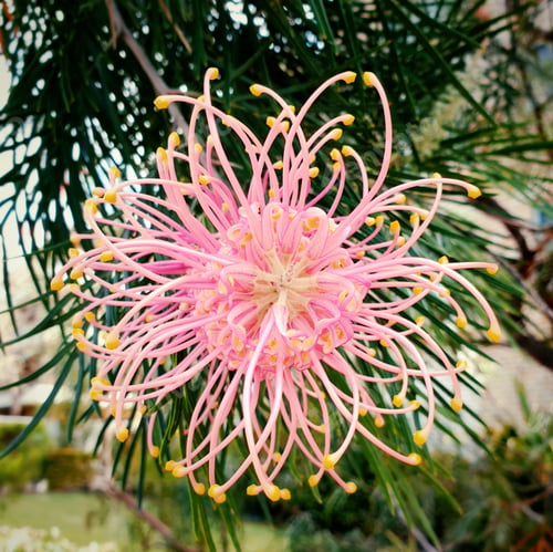 Preview: close up of pink grevillea flower in the garden