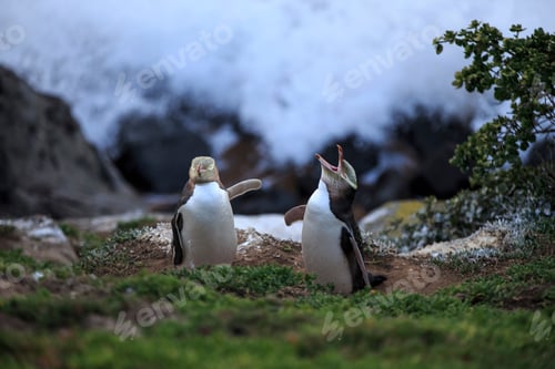 Preview: Two Yellow eyed penguins (megadyptes antipodes) at coast, Katiki Point, Moeraki, New Zealand