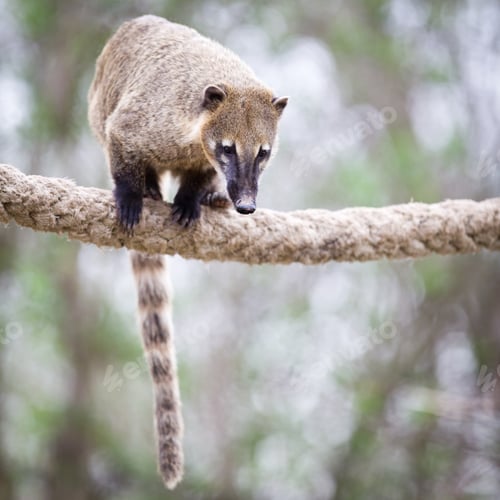 Preview: portrait of a very cute White-nosed Coati (Nasua narica) aka Piz
