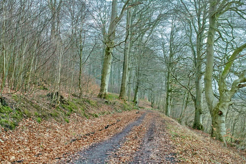 Preview: Hardwood forest - Denmark