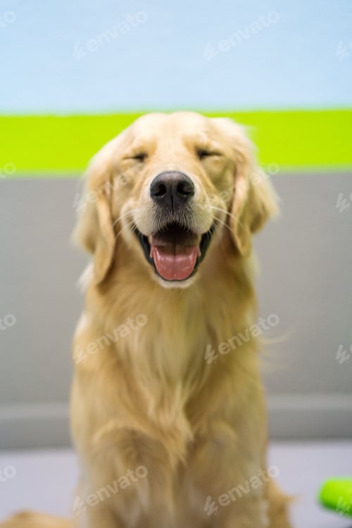 Preview: Portrait of the golden retriever