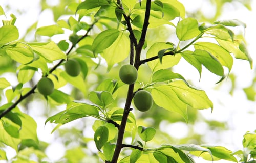Preview: Green ume plums on the tree branches