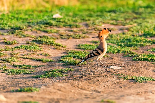 Preview: Common hoopoe or Upupa epops in steppe close