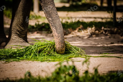 Preview: Close up an elephant truck with green grass on ground.